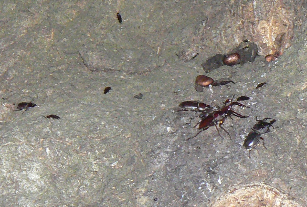 大木クヌギ_目線中央の樹液_ヒラタクワガタ、ノコギリクワガタ、コクワガタ_2021年6月10日20時5分頃 気温25度